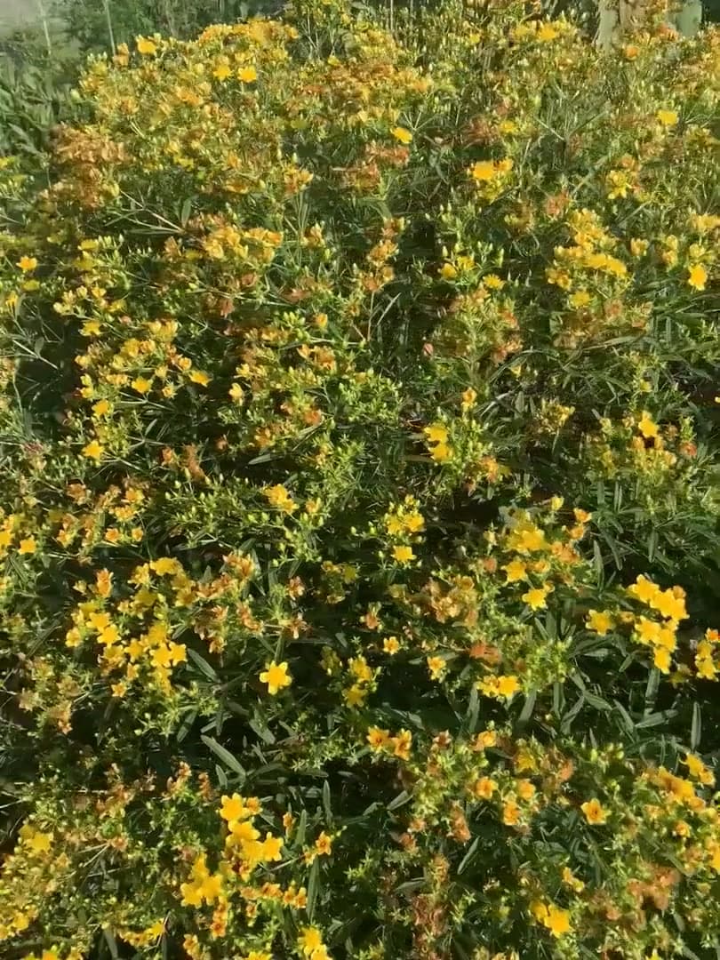 Hypericum perforatum